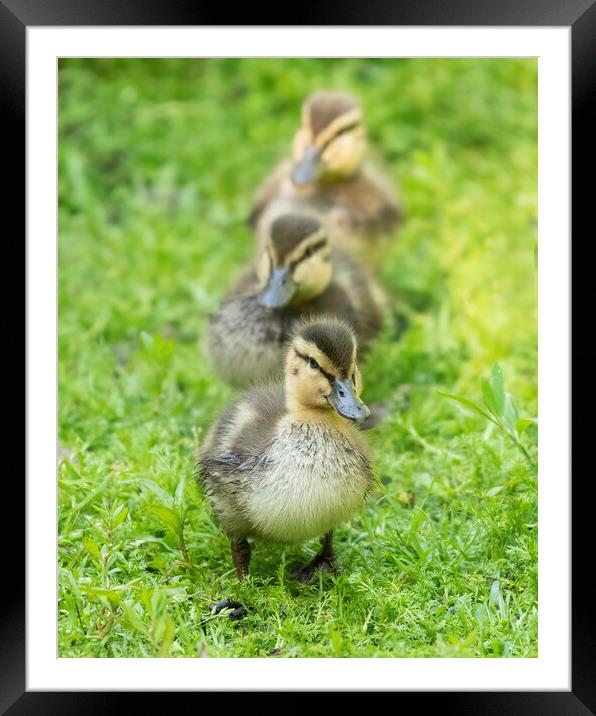 All your ducks in a row Framed Mounted Print by Jonathan Thirkell