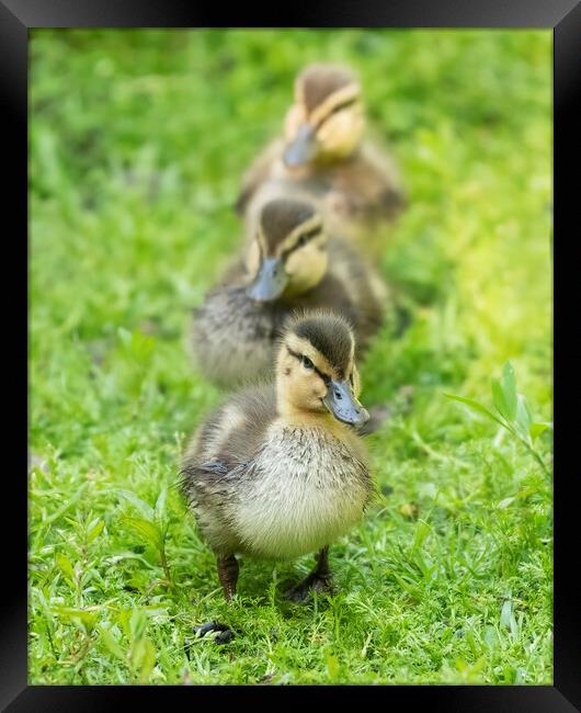 All your ducks in a row Framed Print by Jonathan Thirkell