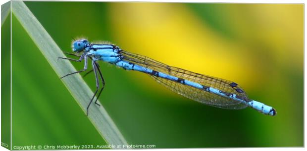 Common Blue Damselfly Canvas Print by Chris Mobberley