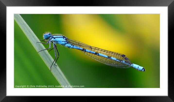 Common Blue Damselfly Framed Mounted Print by Chris Mobberley