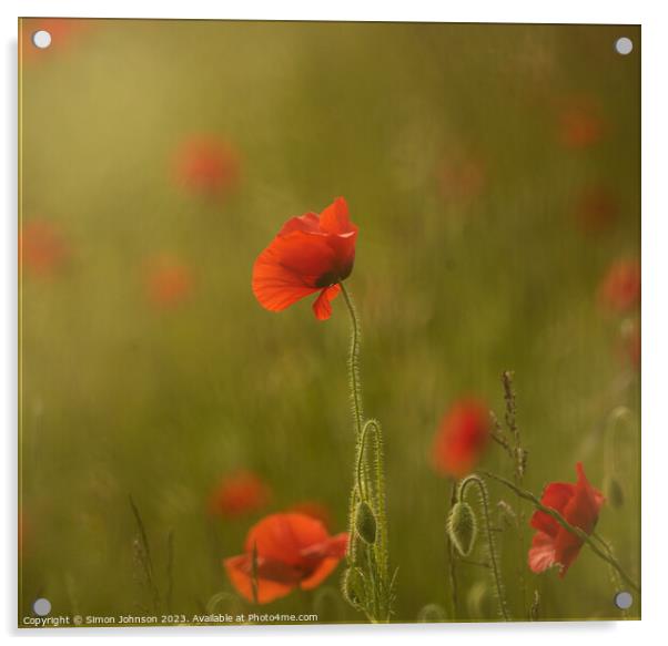 sunlit Poppy Acrylic by Simon Johnson