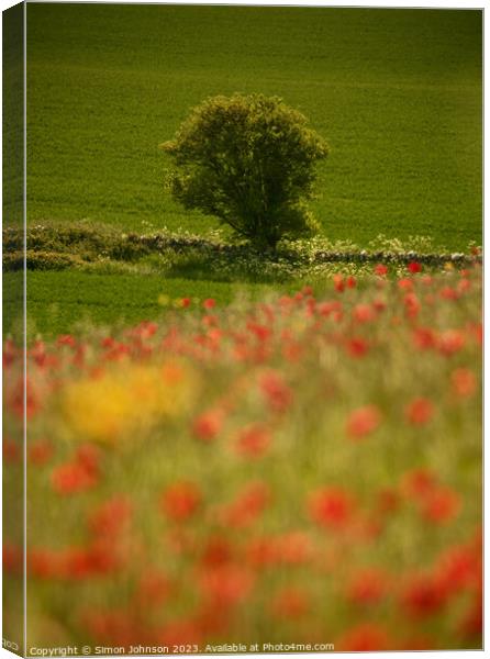 sunlit tree and Poppies Canvas Print by Simon Johnson