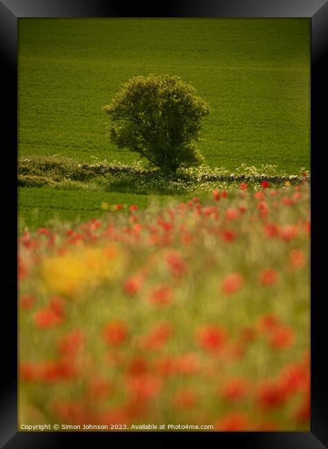 sunlit tree and Poppies Framed Print by Simon Johnson
