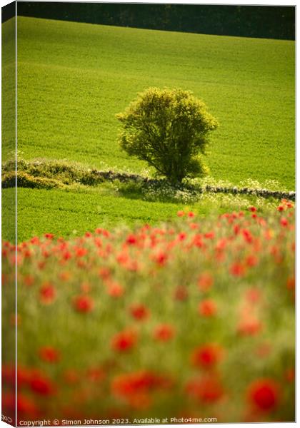 sunlit tree and poppies Canvas Print by Simon Johnson