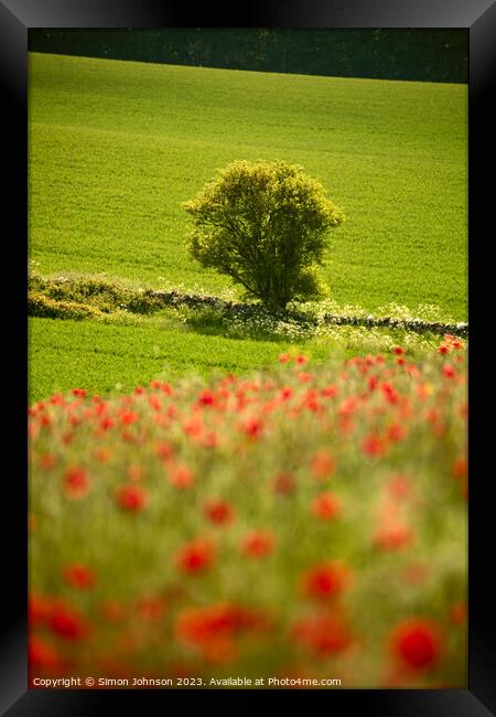 sunlit tree and poppies Framed Print by Simon Johnson