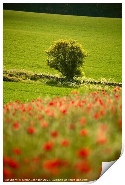 sunlit tree and poppies Print by Simon Johnson