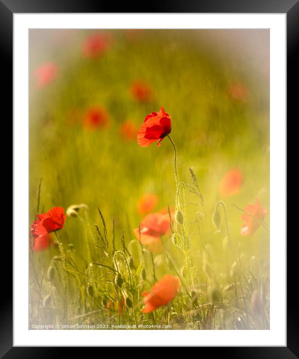 Poppy in the wind Framed Mounted Print by Simon Johnson