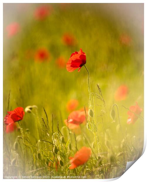 Poppy in the wind Print by Simon Johnson