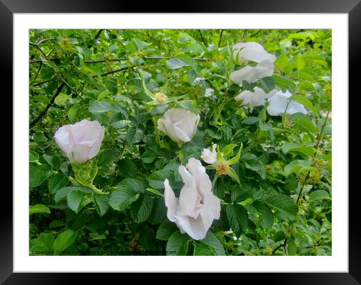 Wild roses Framed Mounted Print by Stephanie Moore