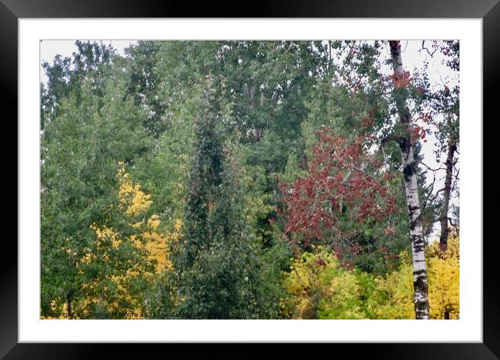 Fall trees Framed Mounted Print by Stephanie Moore