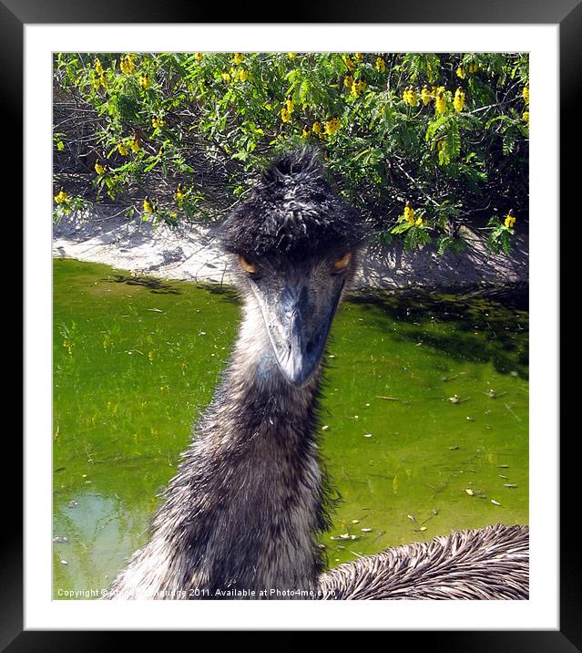Evil Emu Framed Mounted Print by Abigail Langridge