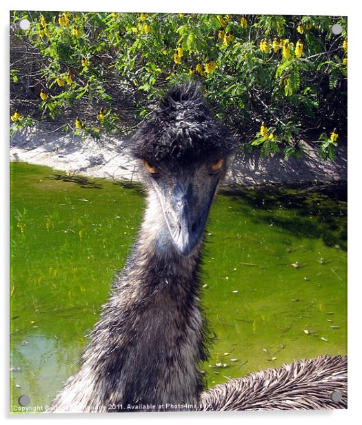 Evil Emu Acrylic by Abigail Langridge