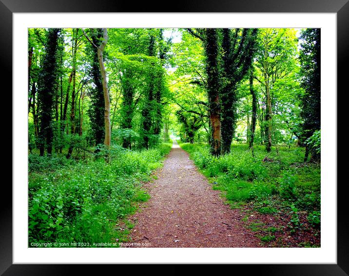 Enchanting Forest Path Framed Mounted Print by john hill