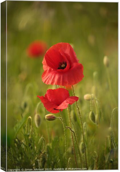Poppy togetherness Canvas Print by Simon Johnson