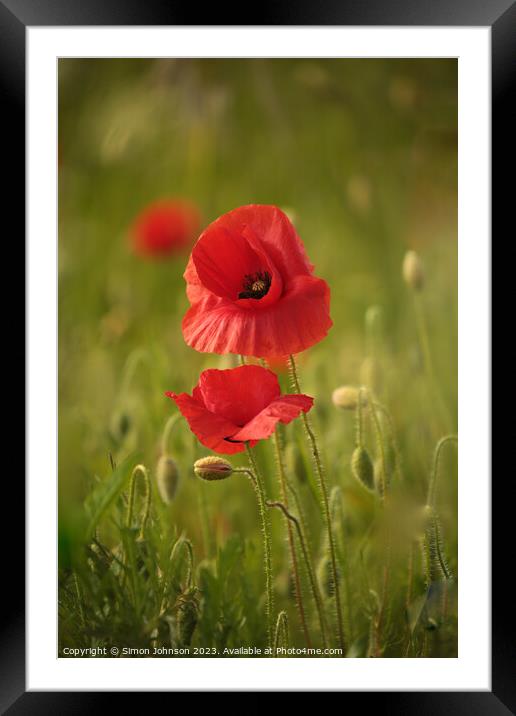 Poppy togetherness Framed Mounted Print by Simon Johnson