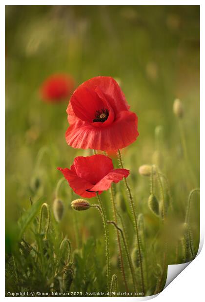 Poppy togetherness Print by Simon Johnson