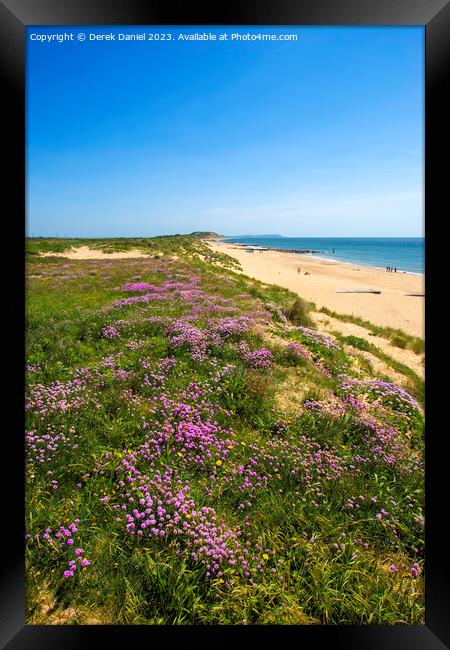 Sea Thrift above Southbourne beach Framed Print by Derek Daniel