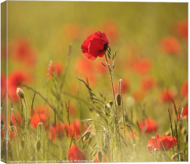 proud poppy Canvas Print by Simon Johnson