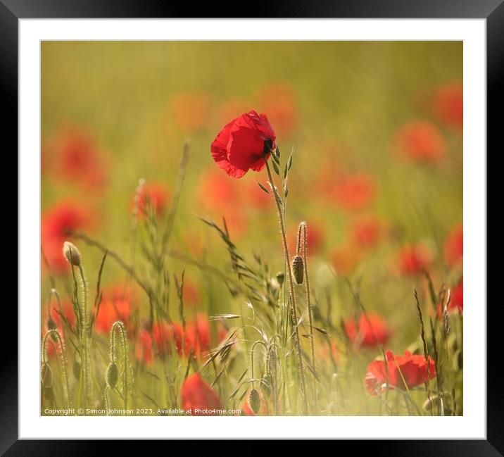 Poppy Framed Mounted Print by Simon Johnson