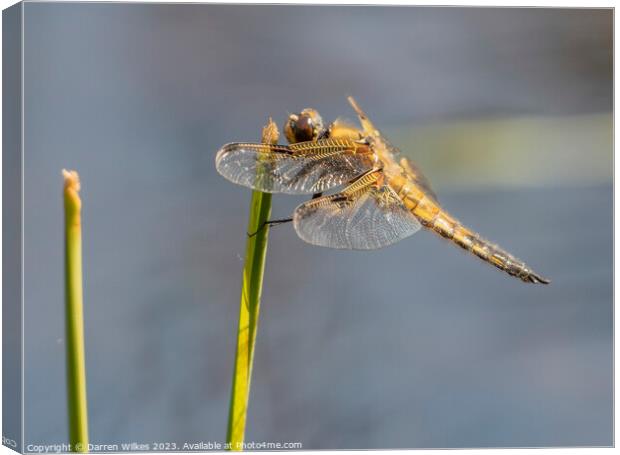 Four spotted Chaser  Canvas Print by Darren Wilkes