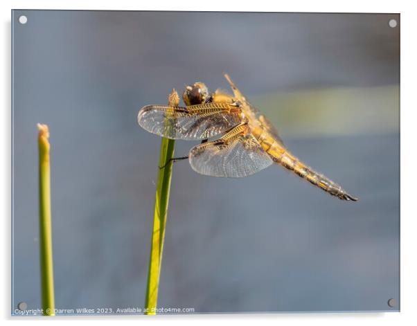 Four spotted Chaser  Acrylic by Darren Wilkes