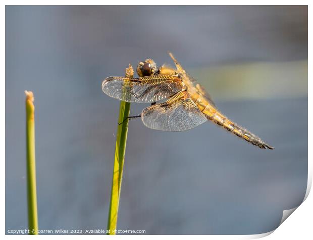 Four spotted Chaser  Print by Darren Wilkes