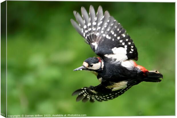 Greater Spotted Woodpecker flight Canvas Print by Darren Wilkes