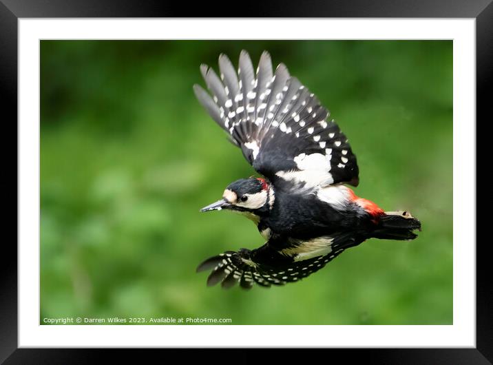Greater Spotted Woodpecker flight Framed Mounted Print by Darren Wilkes