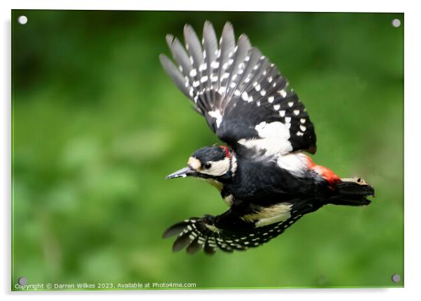 Greater Spotted Woodpecker flight Acrylic by Darren Wilkes