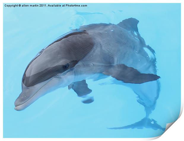 Flipper. Print by allen martin