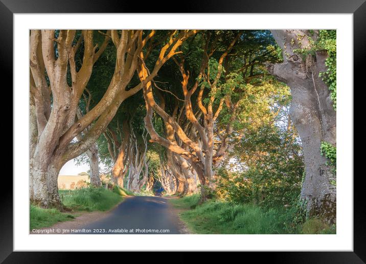 Glowing Beech Trees of Northern Ireland Framed Mounted Print by jim Hamilton