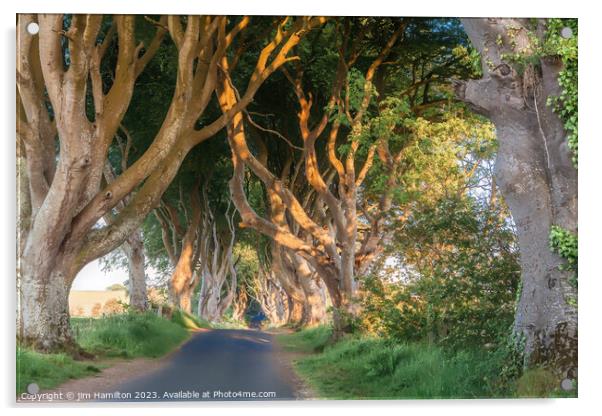 Glowing Beech Trees of Northern Ireland Acrylic by jim Hamilton
