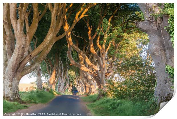 Glowing Beech Trees of Northern Ireland Print by jim Hamilton