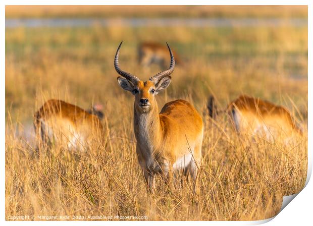 Red Lechwe Print by Margaret Ryan