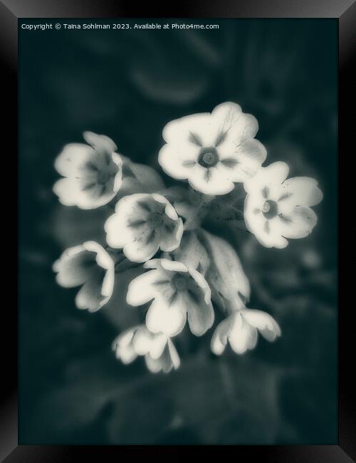 Primula veris, Cowslip Primrose in Monochrome Framed Print by Taina Sohlman