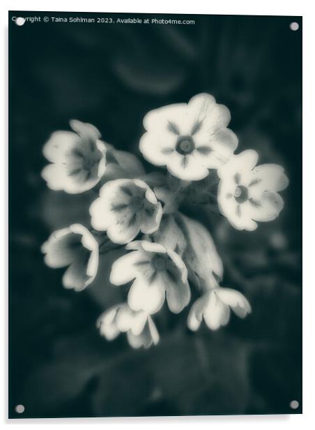 Primula veris, Cowslip Primrose in Monochrome Acrylic by Taina Sohlman