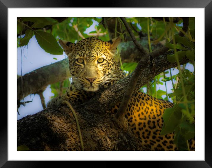 Leopard in dappled shade. Framed Mounted Print by Steve Taylor