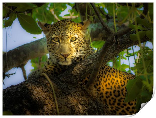 Leopard in dappled shade. Print by Steve Taylor