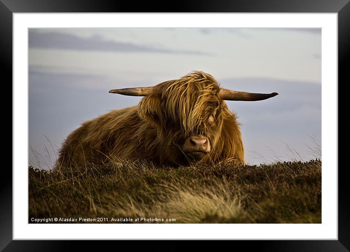 Windswept Highland Cow Framed Mounted Print by Alasdair Preston