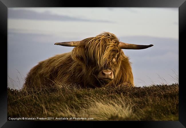 Windswept Highland Cow Framed Print by Alasdair Preston