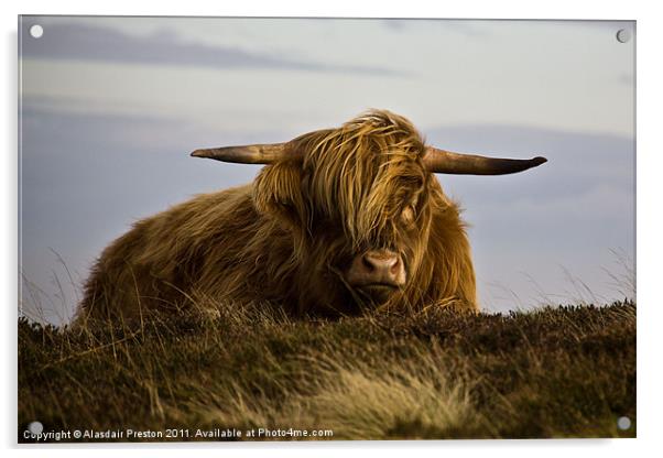 Windswept Highland Cow Acrylic by Alasdair Preston
