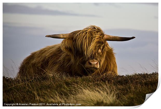 Windswept Highland Cow Print by Alasdair Preston