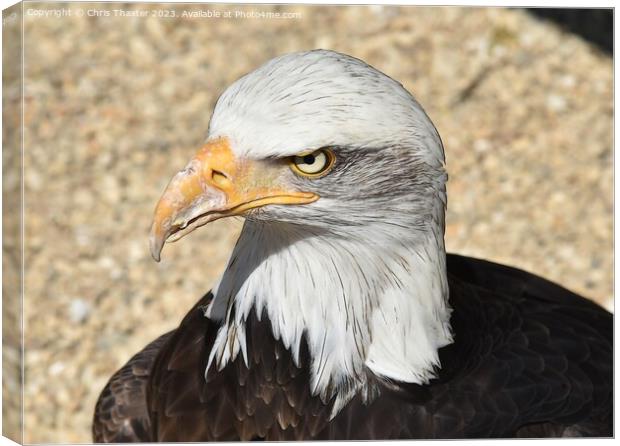 The stare of a Bald Eagle  Canvas Print by Chris Thaxter