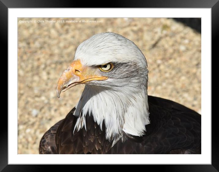 The stare of a Bald Eagle  Framed Mounted Print by Chris Thaxter