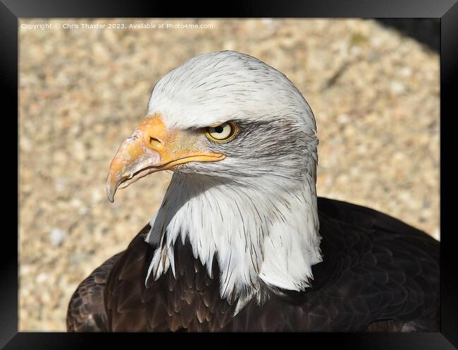 The stare of a Bald Eagle  Framed Print by Chris Thaxter