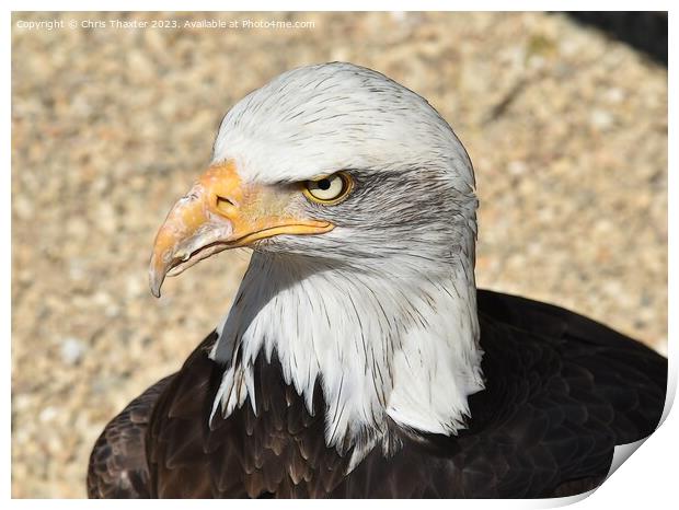 The stare of a Bald Eagle  Print by Chris Thaxter