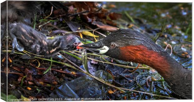 Little Grebes Canvas Print by GEOFF GRIFFITHS