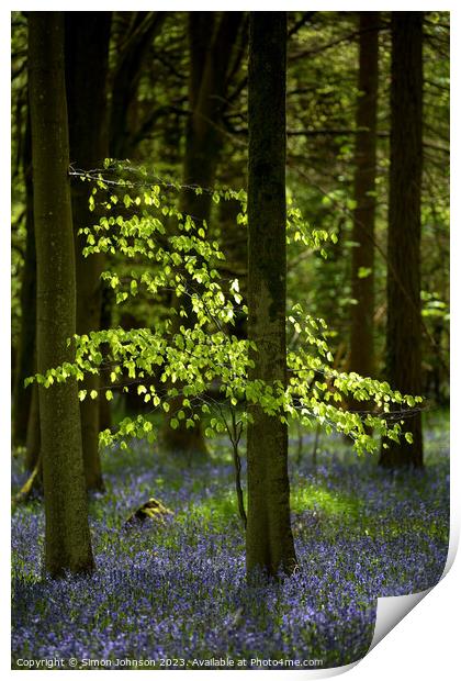Sunlit tree and bluebells  Print by Simon Johnson