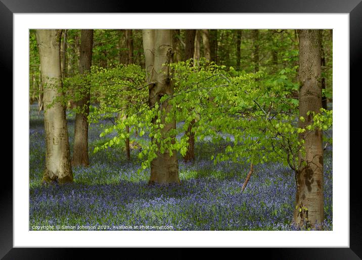 spring leaves and bluebells  Framed Mounted Print by Simon Johnson