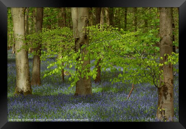 spring leaves and bluebells  Framed Print by Simon Johnson